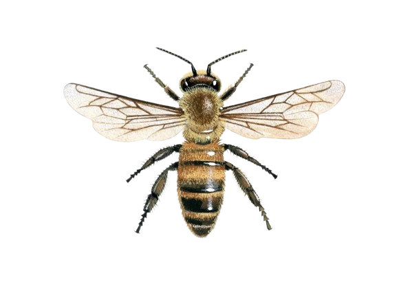 honey bee worker apis mellifera in002flat 800manual removebg preview